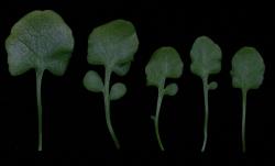 Cardamine sinuatifolia. Rosette leaves.
 Image: P.B. Heenan © Landcare Research 2019 CC BY 3.0 NZ